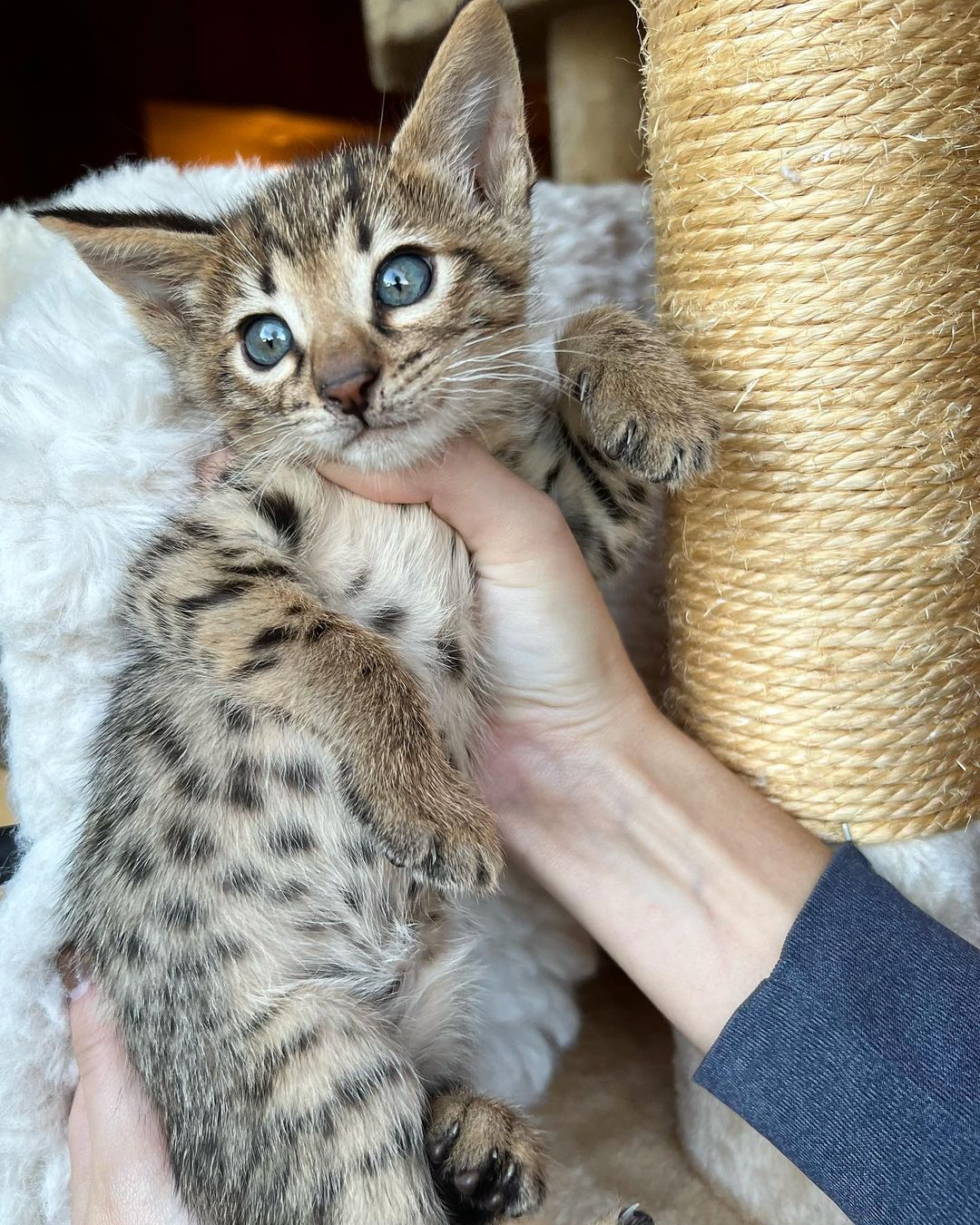 Savannah kitten