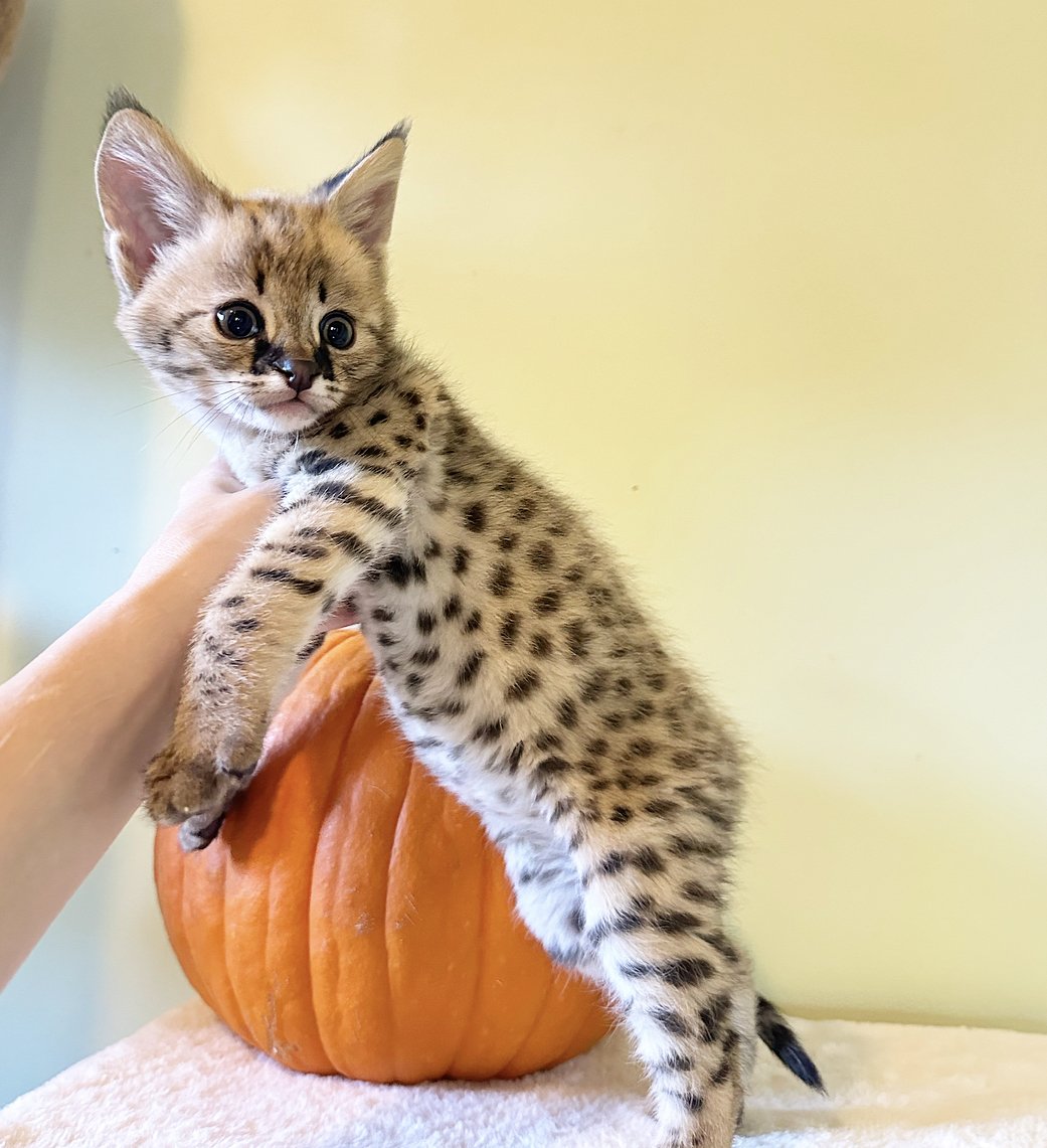 Holly, male Savannah kitten