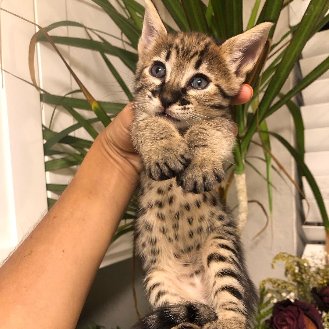 King, male Savannah kitten