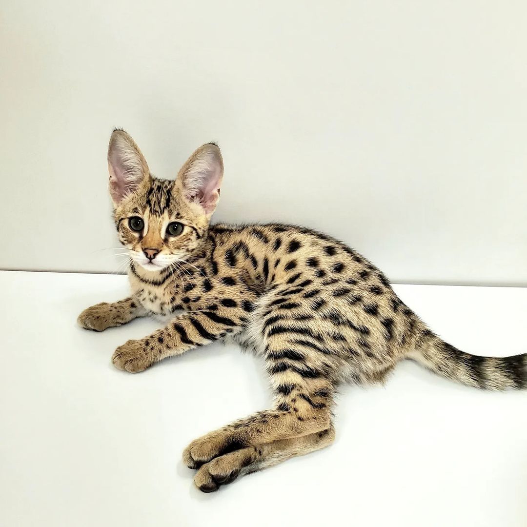 Luis, male Savannah kitten