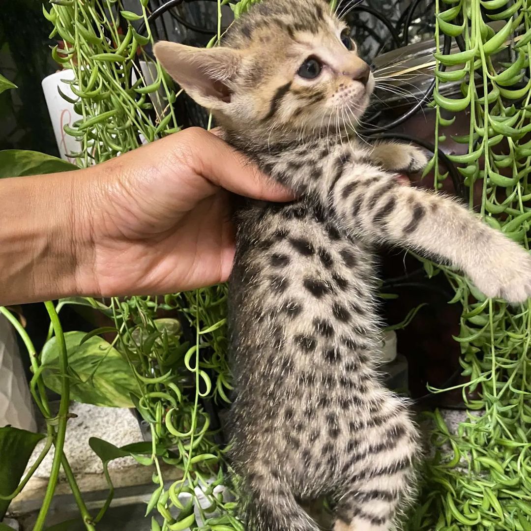Momma, female Savannah kitten