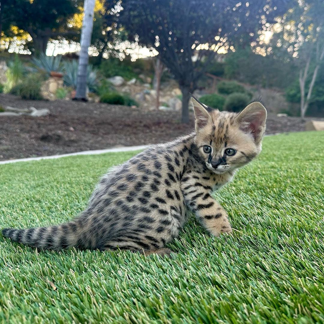 Willy, female Savannah kitten