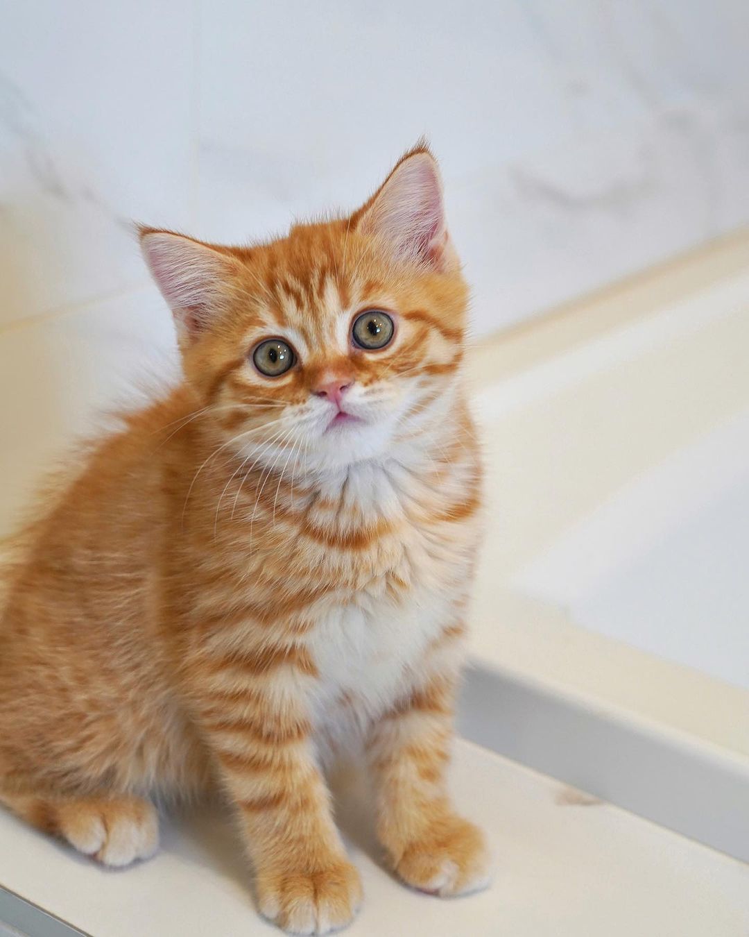 Scottish Fold kitten