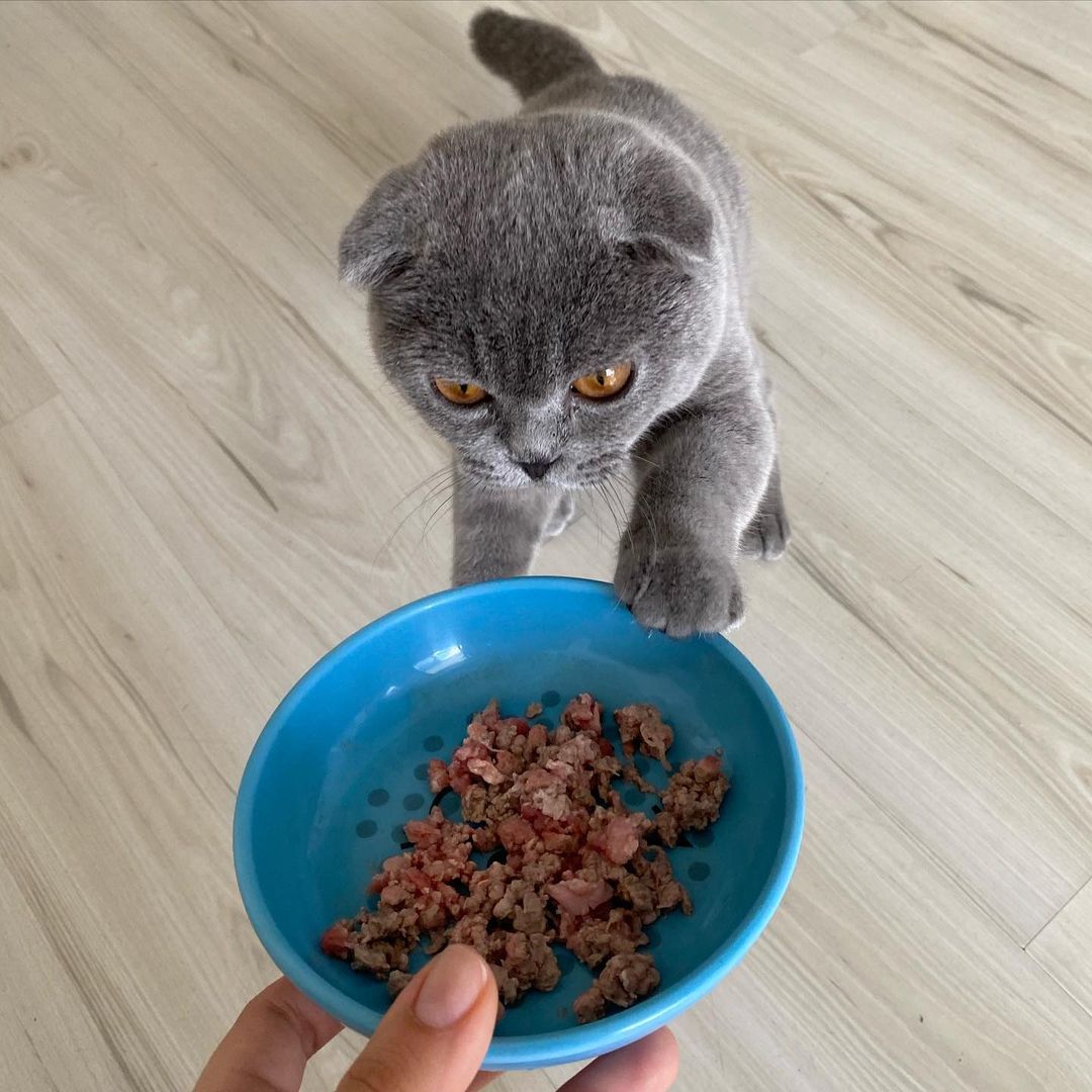 Olivia, female Scottish Fold kitten