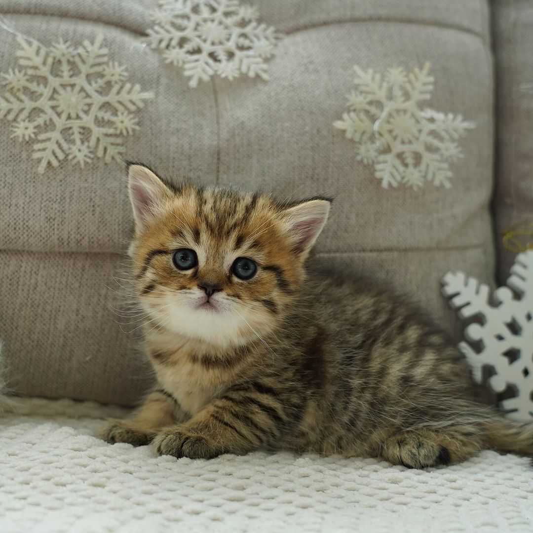 Ston, male Scottish Fold kitten