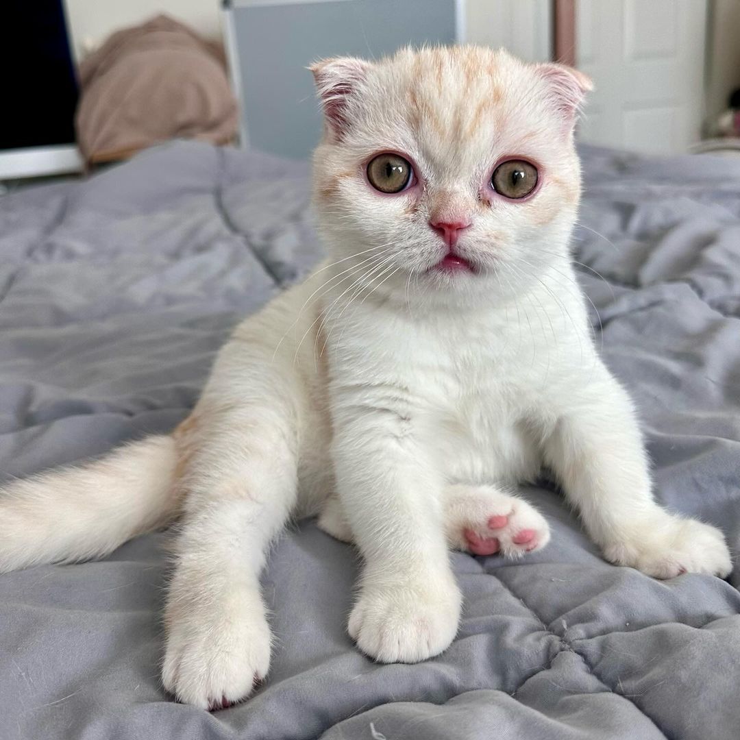 Tyler, male Scottish Fold kitten