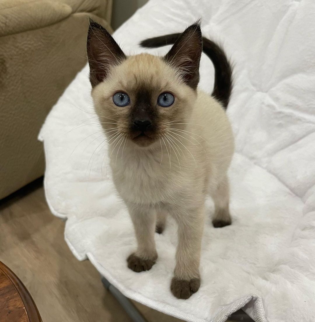 Haley, female Siamese kitten