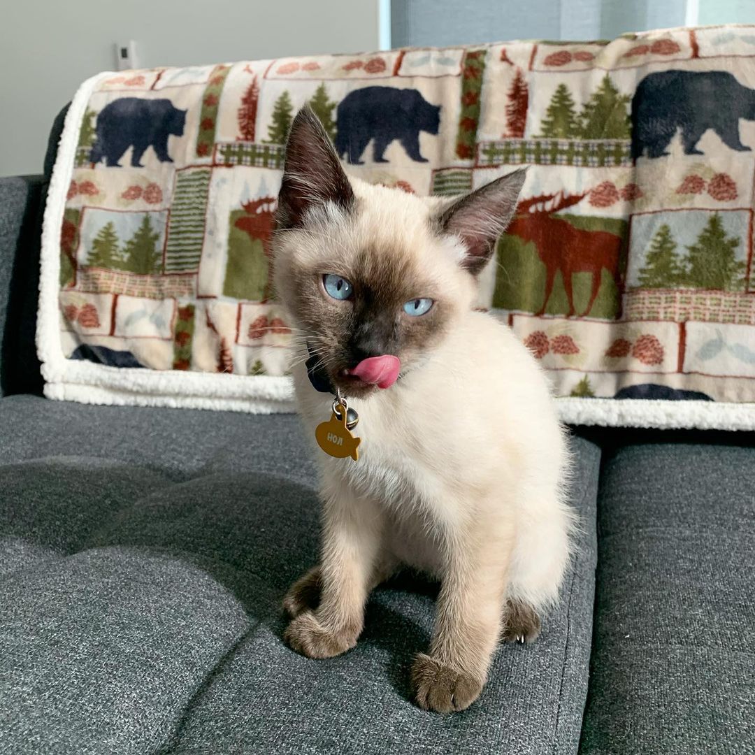 Hoji, male Siamese kitten