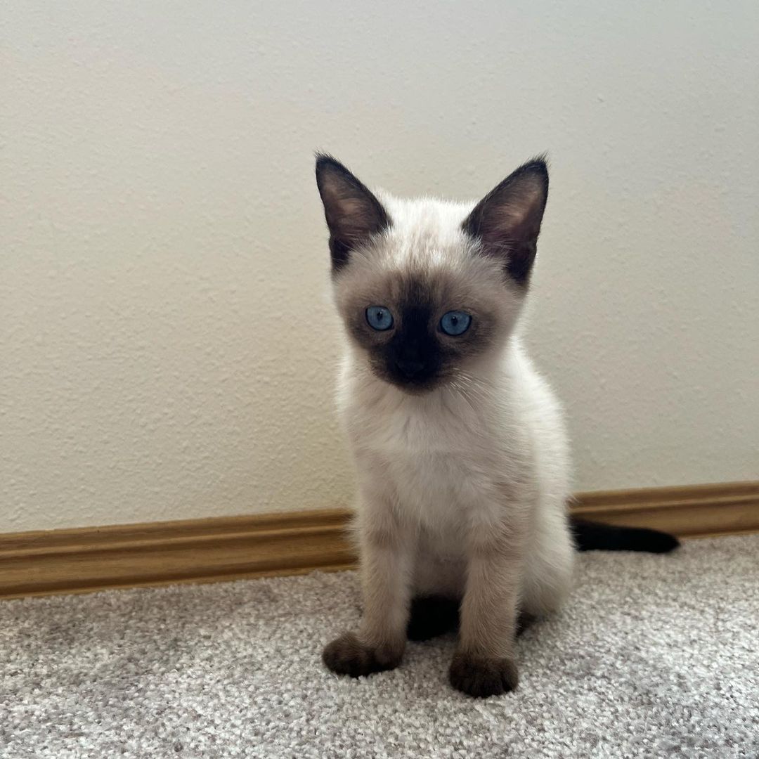 Jay, male Siamese kitten