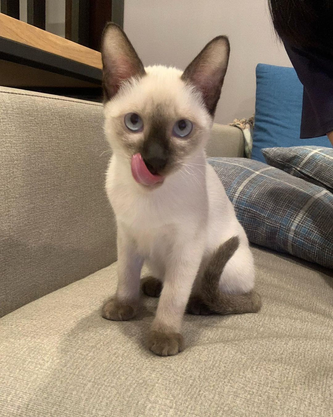 Siamese kitten