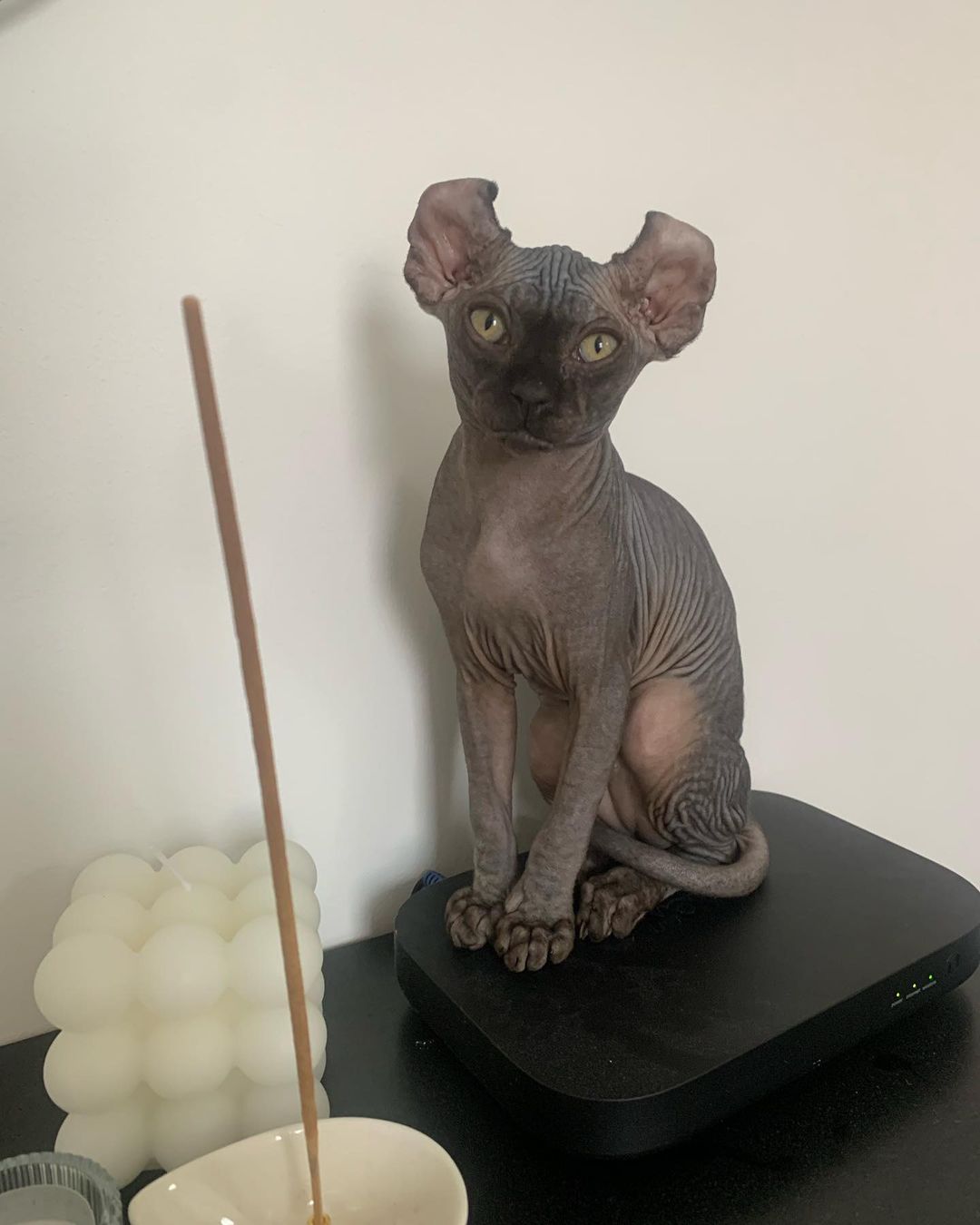 Sphynx kitten