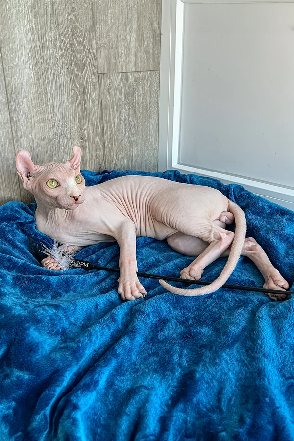 Fidel, female Sphynx kitten