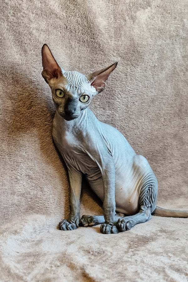 Lamura, female Sphynx kitten