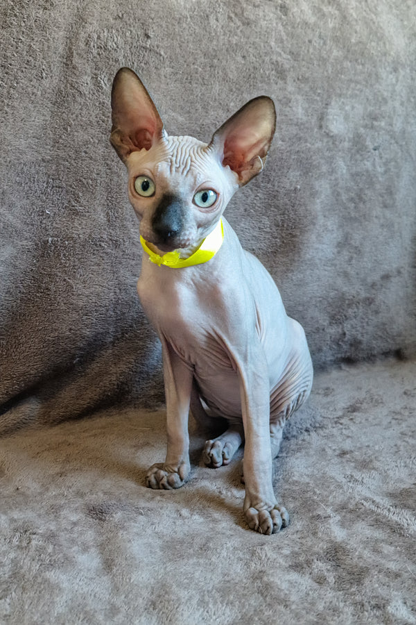 Leonard, male Sphynx kitten
