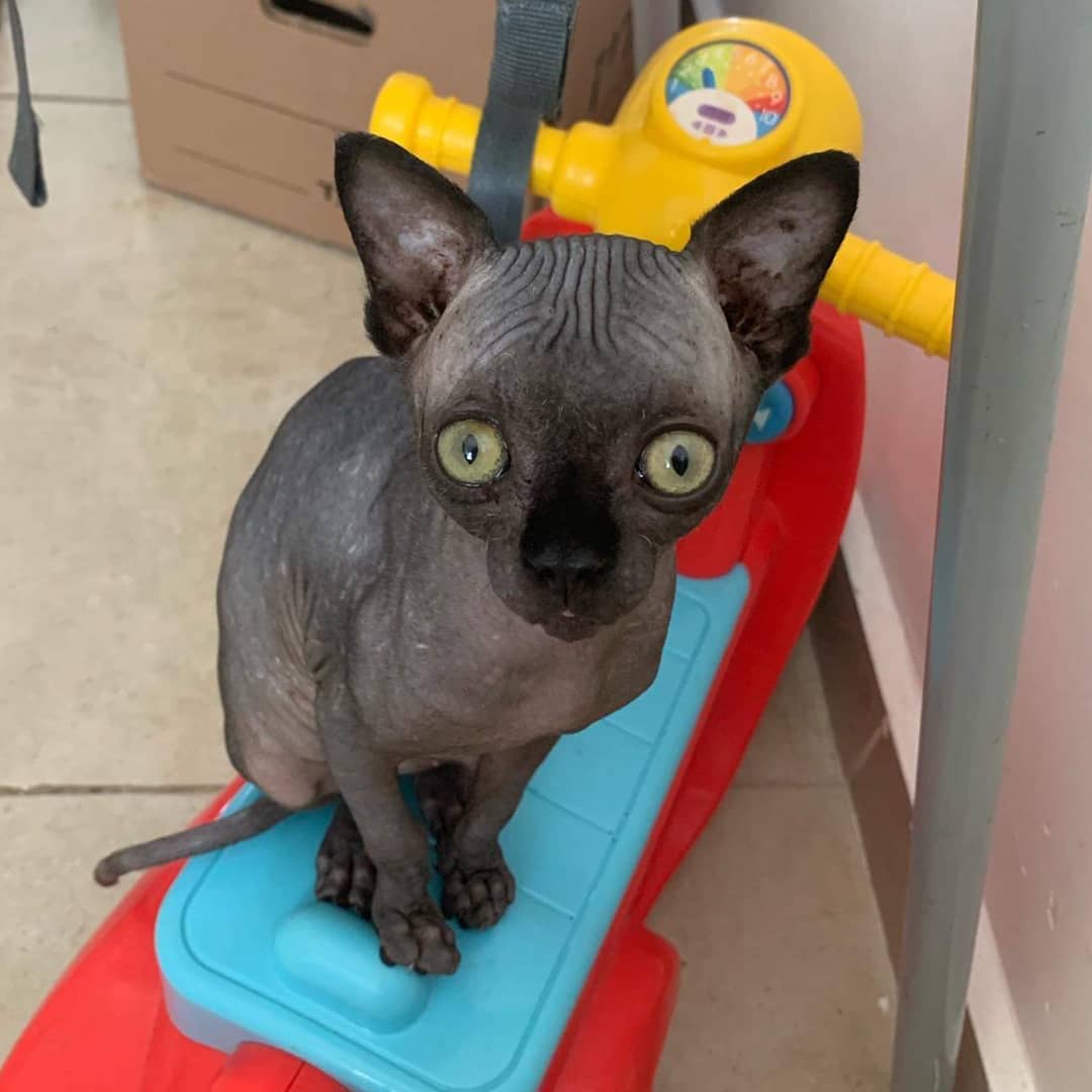 Lucky, male Sphynx kitten