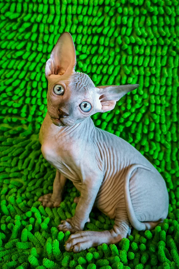 Sapphire, male Sphynx kitten